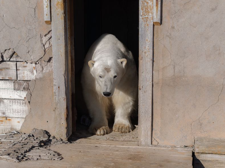 Un oso polar en una estación de investigación abandonada en la isla Koluchin, frente a Chukotka, Rusia, en el extremo oriental del país, el domingo 14 de septiembre de 2025. (AP Foto/Vadim Makhorov)