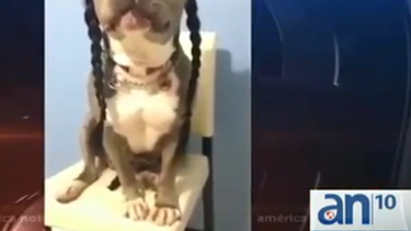 americateve | Había objetos de valor en la casa. Pero los ladrones buscaban otra cosa. Nada menos que la mascota de la familia.