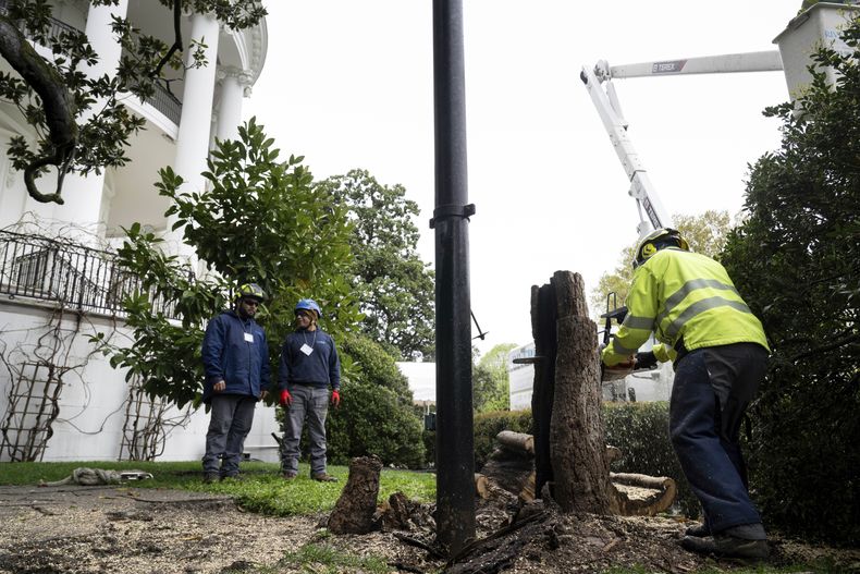 Trabajadores quitan un árbol supuestamente plantado por el presidente Andrew Jackson, en la Casa Blanca en Washington el 7 de abril del 2025. (Pool via AP)