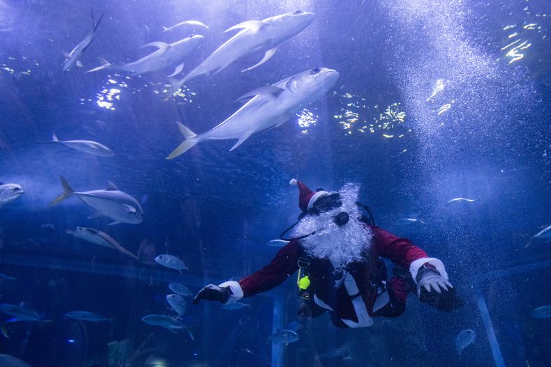 El buzo Felipe Luna, vestido con un traje de Santa Claus, nada dentro de un tanque en el Acuario Marino AquaRio como parte de una tradición anual de Navidad, en Río de Janeiro, el sábado 21 de diciembre de 2024. (AP foto/ Bruna Prado)