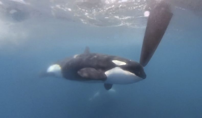 Una imagen tomada de un video proporcionado por The Ocean Race, una orca pasa junto al barco del Team JAJO durante una etapa de una competición de regata, el jueves 22 de junio de 2023, cuando el barco se acercaba al Estrecho de Gibraltar. (The Ocean Race vía AP)