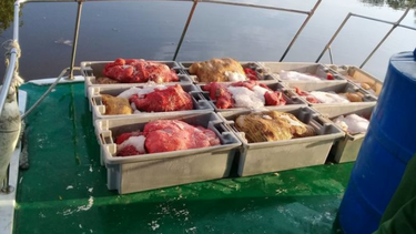 guardacostas de cuba detienen a pescadores con una tonelada de langosta