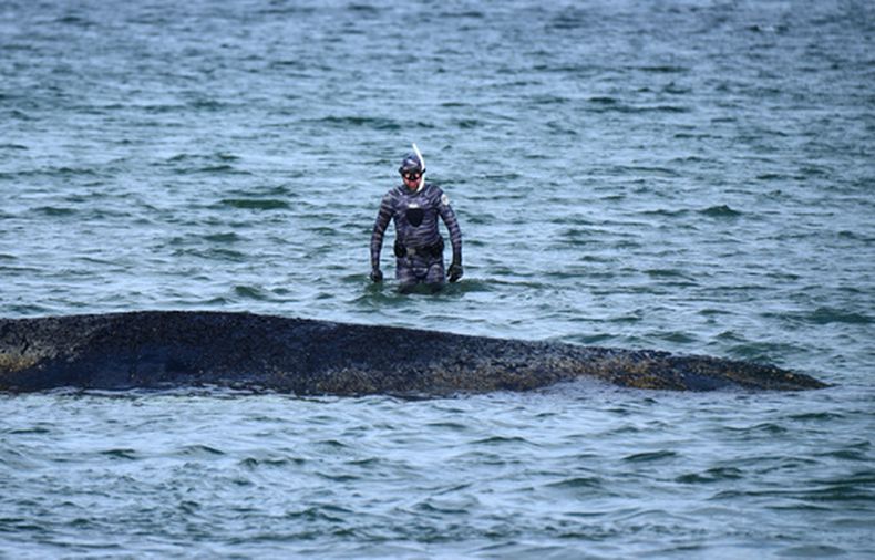 El biólogo Robert Marc Lehmann examina una ballena varada en Timmendorfer Strand, en el mar Báltico, en Alemania, el 26 de marzo de 2026. (Daniel Bockwoldt/dpa via AP)