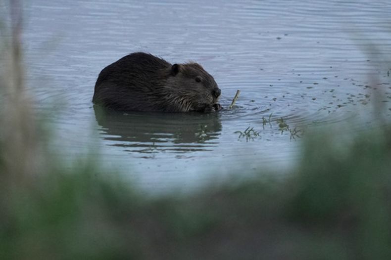 Un castor en el río Green cerca de Green River, Wyoming, el 20 de agosto del 2026. (AP foto/Brittany Peterson)