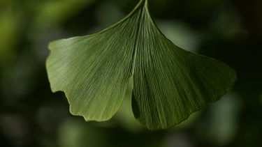 Hojas fósiles revelan clima en la era de los dinosaurios