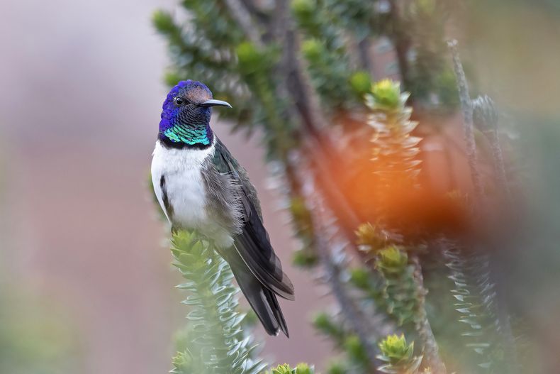 AMN-CIE_COLIBRÍ-TRINO-0.jpg
