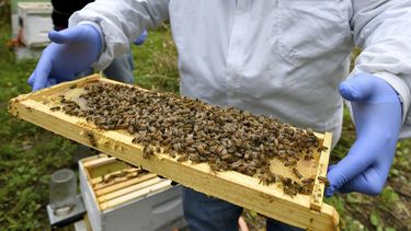 Registran alto índice de mortandad de abejas en EEUU