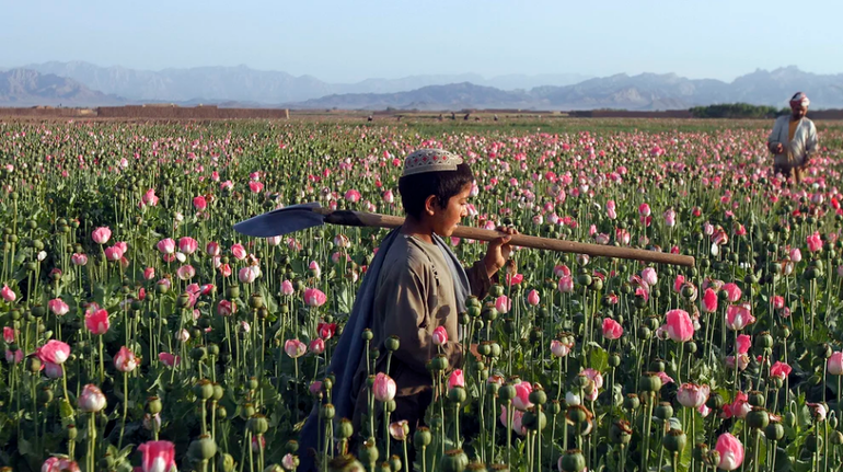 Los talibanes habían anunciado que prohibirían el opio en Afganistán, pero crecen el consumo y el mercado negro