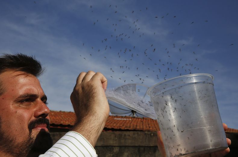 REP-GEN_ZIKA-MOSQUITO-ERRADICACION-4.jpg