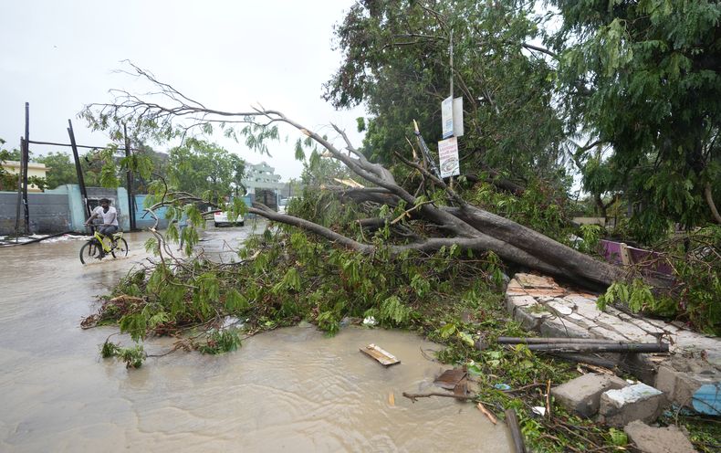 Un ciclista pasa junto a un árbol arrancado por los fuertes vientos y las lluvias luego del paso del ciclón Biparjoy, en Mandvi, en el distrito de Kutch, en el estado de Gujarat, en el oeste de India, el 16 de junio de 2023. (AP Foto/Ajit Solanki)