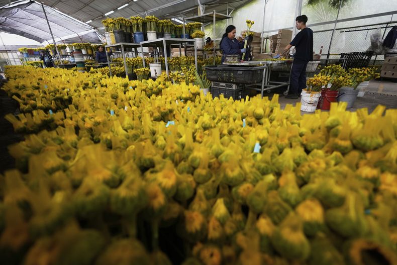 Trabajadores preparan girasoles en la florícola Phytotec, que exporta a Estados Unidos, en El Rosal, Colombia, el miércoles 16 de abril de 2025. (AP Foto/Fernando Vergara)