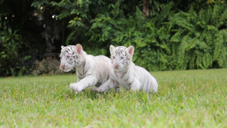 Dos extraños tigres blancos acaban de nacer en Jungle Island, para regocijo de los trabajadores del parque. Ahora buscan ayuda del público para buscarle nombres a los tiernos cachorritos.