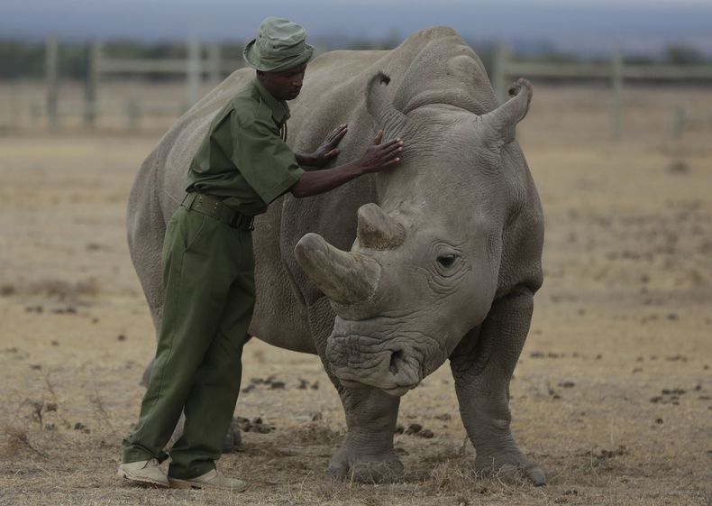 En esta imagen de archivo, el cuidador Zachariah Mutai atiende a Fatu, uno de los dos ejemplares de rinoceronte blanco del norte que queda en el mundo, en su recinto en el Ol Pejeta Conservancy, en el condado de Laikipia, en Kenia. (AP Foto/Sunday Alamba, archivo)