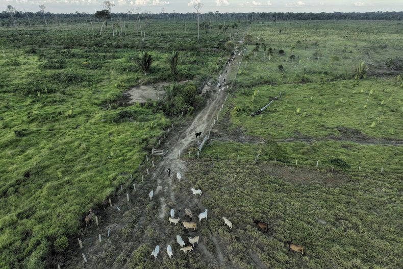 ARCHIVO - Cabezas de ganado caminan en una zona deforestada ilegalmente en una reserva cercana a Jaci-Paraná, en el estado de Rondonia, Brasil, el 12 de julio de 2023. (AP Foto/Andre Penner, Archivo)