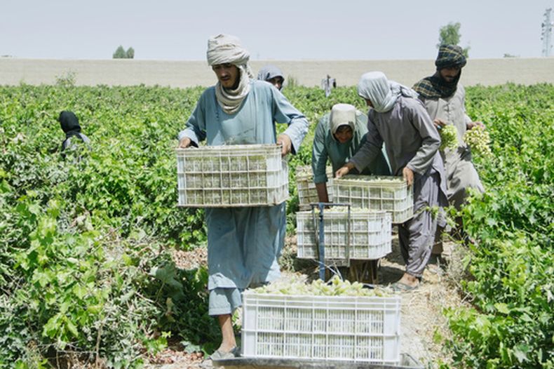 Trabajadores afganos recogen uvas para secarlas hasta convertirlas en pasas en un viñedo del distrito Zhari, en la provincia de Kandahar, Afganistán, el miércoles 12 de agosto de 2026. (AP Foto/Sibghatullah)