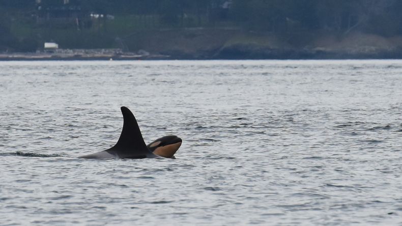 AMN-GEN_EEUU-ORCA-0.jpg