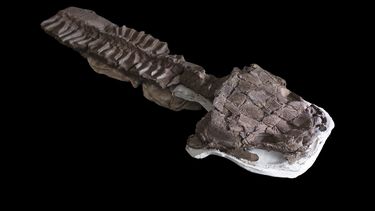 Esta imagen del 2 de julio de 2018, proporcionada por Claudia Marsicano, muestra una imagen del esqueleto casi completo de fósiles recuperados en Namibia de una criatura gigante parecida a una salamandra en el laboratorio de paleontología de Ciudad del Cabo, Sudáfrica. (Claudia Marsicano vía AP)