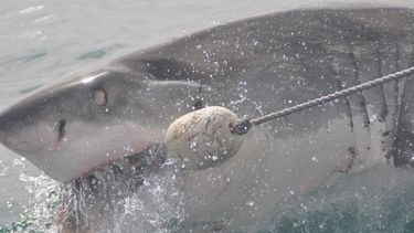un tiburon casi le arranca la mano a un joven mientras pescaba y lo arrastra 20 metros por el agua