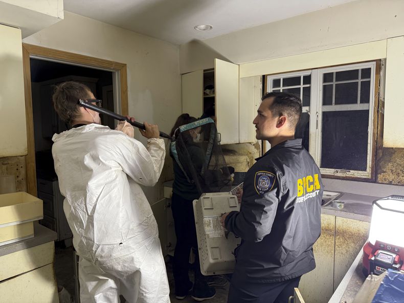 Esta fotografía proporcionada por la Sociedad para la Prevención de la Crueldad hacia los Animales del condado de Suffolk muestra gatos que son rescatados de una vivienda en Bohemia, Nueva York, el sábado 3 de mayo de 2025. (Suffolk County SPCA via AP)