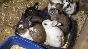 rescatan a unos 300 animales hacinados en una casa de ny