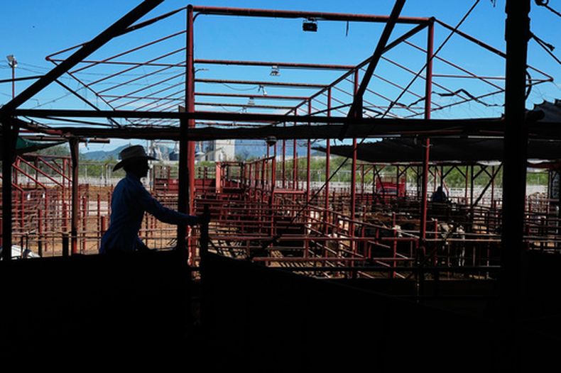 Un ganadero mueve terneros durante una subasta en un mercado de ganado en Hermosillo, México, el martes 18 de agosto de 2026, antes de la reapertura de la frontera estadounidense a las importaciones de ganado mexicano. (AP Foto/Fernando Llano)