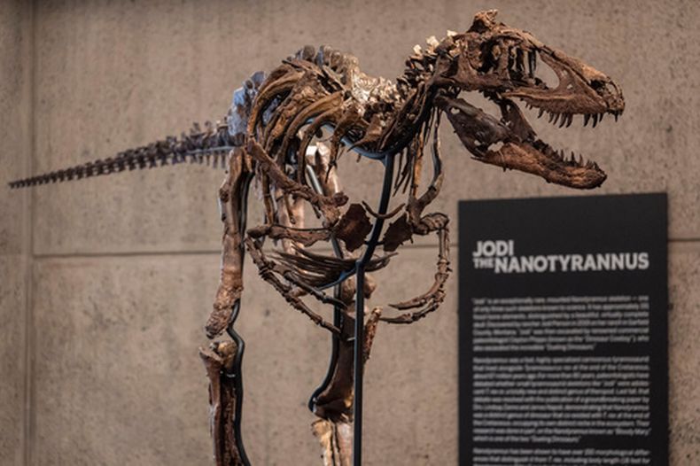 Jodi, el esqueleto montado de un Nanotyrannus, perteneciente al periodo Cretácico, hace aproximadamente 67 millones de años, y con un valor estimado en 6 a 9 millones de dólares, en exhibición en Sothebys, el martes 13 de octubre de 2026, en Nueva York. (AP Foto/Yuki Iwamura)