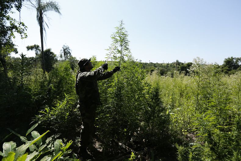 Machete en mano, un soldado inspecciona una planta de marihuana durante una redada en la que se destruyeron cultivos ilegales cerca de Curuguaty, en Paraguay, el 18 de noviembre del 2014. (AP Photo/Jorge S&aacute;enz)