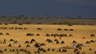 las plantas del continente americano que ponen en peligro a millones de animales salvajes en africa