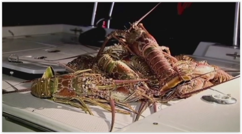 mini temporada de langosta.PNG