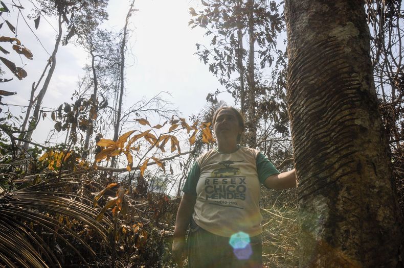 Luzineide Marques da Silva, una recolectora de caucho, habla cerca de un árbol de caucho dañado en la Reserva Extractiva Chico Mendes, en Xapuri, estado de Acre, Brasil, el sábado 23 de septiembre de 2023. Recientemente, parte de su parcela forestal fue destruida por un incendio provocado por un invasor de tierras. (AP Foto/Gleilson Miranda)