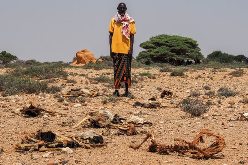 Abdi Ahmed Farah se encuentra entre los restos de sus cabras, que murieron de hambre en Usgure, Puntlandia, Somalia, el miércoles 15 de abril de 2026. (Foto AP/Jack Denton)