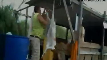 americateve | El cierre de un matadero ilegal y el arresto de un cubano acusado de crueldad animal desató en las últimas s horas diversas reacciones en fincas y mataderos con licencia en el oeste de Miami Dade.