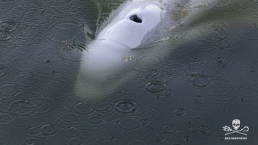 Siguen labores para rescatar a beluga varada en el río Sena