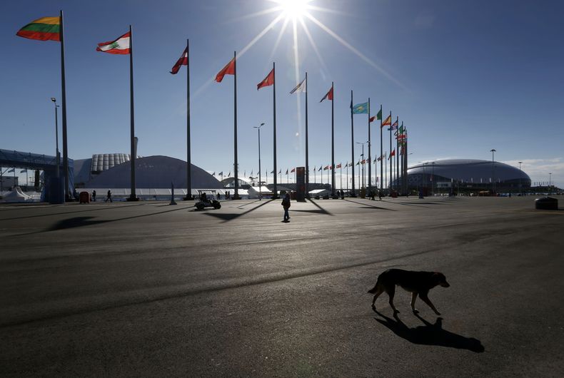 Un perro callejero camina por el Parque Ol&iacute;mpico de los Juegos de Invierno el jueves, 6 de febrero de 2014, en Sochi, Rusia. (AP Photo/Robert F. Bukaty)