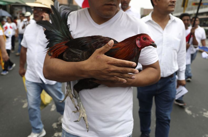 AMS-GEN_PERU-TOROS_Y_GALLOS-0.jpg
