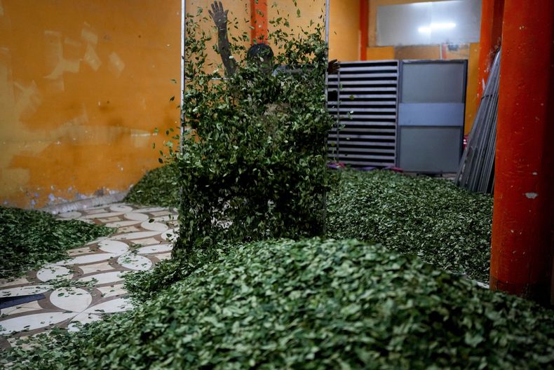 Dionicio Limachi dispersa hojas de coca después de retirarlas de la zona de secado en Trinidad Pampa, una zona cocalera de Bolivia, el domingo 14 de abril de 2024. Del cultivo de esta planta dependen más de 70.000 cocaleros en el país. El comercio de la hoja de coca genera para Bolivia aproximadamente cada año 279 millones, lo que representa un 0,6% de su Producto Interno Bruto. (AP Foto/Juan Karita)