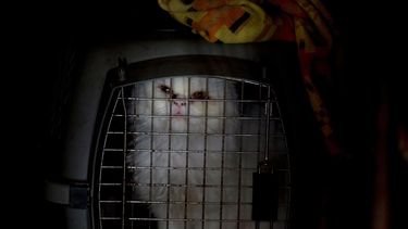 Crisis económica alcanza a mascotas en Venezuela