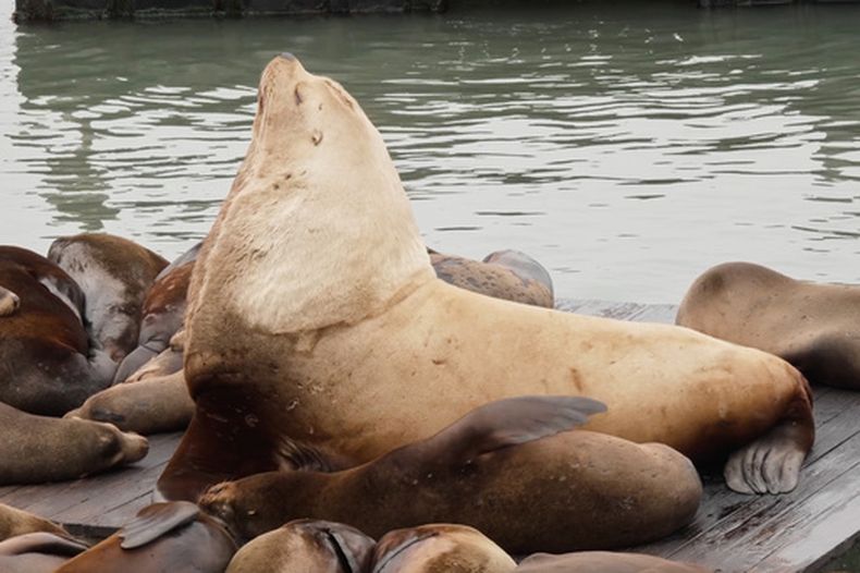 Chonkers, un enorme león marino de Steller, el jueves 30 de abril de 2026, en un muelle de San Francisco. (AP Foto/Haven Daley)