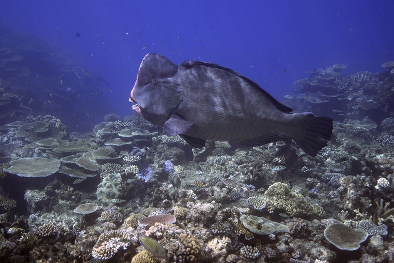ARCHIVO - Un pez loro cototo verde nada sobre los corales en el Arrecife de Moore, en el territorio marino de Gunggandji, ante la costa de Queensland, en el este de Australia, el 13 de noviembre de 2022. (AP Foto/Sam McNeil, Archivo)