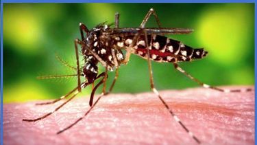 americateve | La situación producida por el virus chikungunya que afecta a las Américas, y en particular al Caribe, es grave, dijo la directora de la Organización Mundial de la Salud, Margaret Chan.