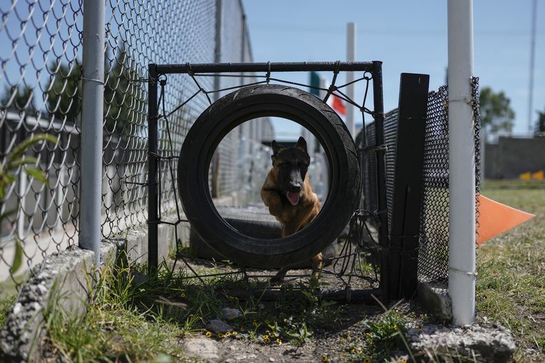 Un cachorro de pastor belga malinois recorre un circuito durante su entrenamiento en el Centro de Producción Canina del Ejército y Fuerza Aérea Mexicanos en San Miguel de los Jagüeyez, México, el martes 26 de septiembre de 2023. Un mes después de nacidos, y cuando han dejado de ser amamantados por su madre, empieza el entrenamiento, que se basa en el juego. (AP Foto/Eduardo Verdugo)
