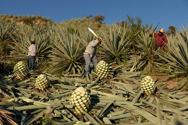Trabajadores cortan piñas de agave utilizadas para producir mezcal en Nejapa de Madero, Oaxaca, el jueves 22 de enero de 2026. (AP Foto/Claudia Rosel)