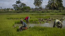 ARCHIVO - Trabajadores recogen plántulas de arroz para trasplantarlas a otro campo en Los Palacios, Cuba, el 21 de marzo de 2025. (AP Foto/Ramón Espinosa, Archivo)