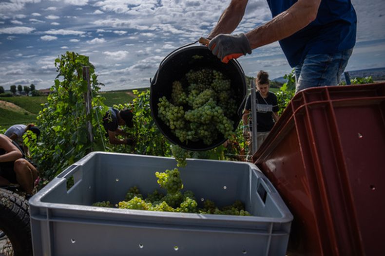 Un agricultor cosecha uvas en el viñedo Gobillard en Hautvillers en la región de Champaña, Francia, el 18 de agosto del 2026. (AP foto/Aurelien Morissard)