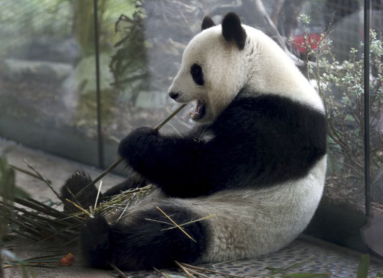 EUR-GEN_ALEMANIA-PANDAS-2.jpg