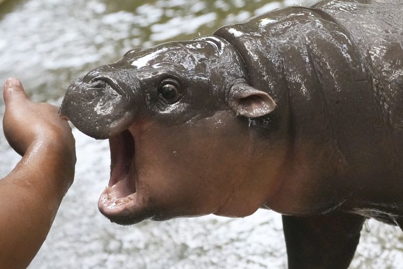 ARCHIVO - La bebé hipopótama de dos meses, Moo Deng, juega con un cuidador en el zoológico Khao Kheow en la provincia de Chonburi, Tailandia, el jueves 19 de septiembre de 2024. (Foto AP/Sakchai Lalit, archivo)