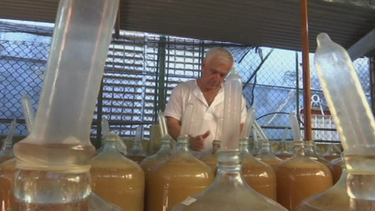el condon ahora es parte esencial de la cultura del vino en cuba