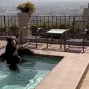 En esta imagen tomada de un video proporcionado por la policía de Burbank, un oso se sienta en un jacuzzi en la ciudad de Burbank, California, el viernes 28 de julio de 2023. La policía de Burbank dijo que los agentes respondían a un avistamiento de un oso en una zona, donde lo encontraron disfrutando de un chapuzón en la vivienda en la zona de Paseo Redondo. Después, el oso trepó un muro y se dirigió a un árbol detrás de la casa, según la policía. (Policía de Burbank via AP)