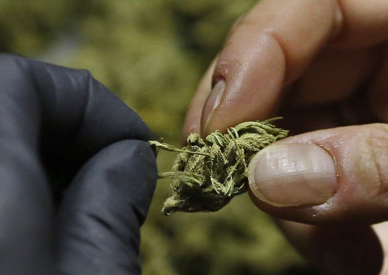 AMN-POL_EEUU-ELECCIONES-MARIHUANA-1.jpg