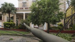 Una palmera que cayó sobre cables del tendido eléctrico tras el paso del huracán Rafael en La Habana, Cuba, el jueves 7 de noviembre de 2024. (AP Foto/Ariel Ley)